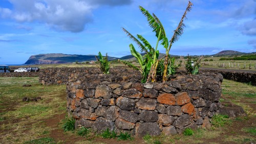 Die Rapa Nui bauten Gewächse in einer Art Hochbeete an, um sie vor salziger Meerluft zu schützen   (Klicken zum öffnen)