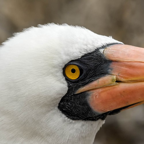 Nazca Booby, Nazca-Tölpel   (Klicken zum öffnen)