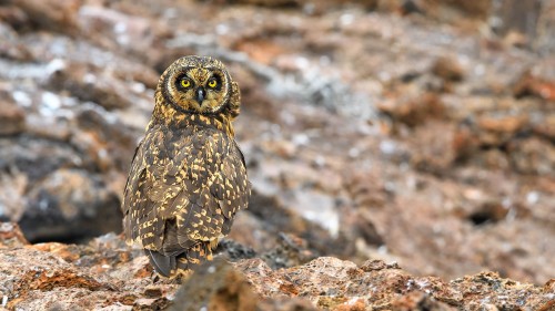 Short eared Owl, Sumpfohreule   (Klicken zum öffnen)