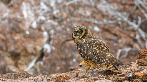 Short eared Owl, Sumpfohreule   (Klicken zum öffnen)