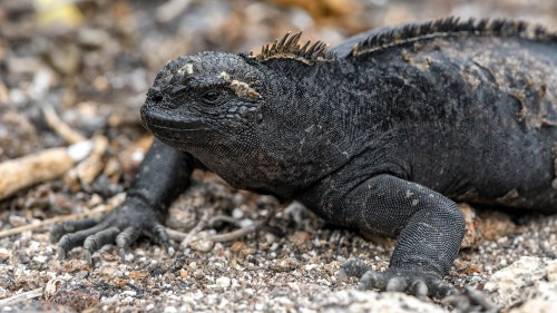 Meer-Iguana   (Klicken zum öffnen)