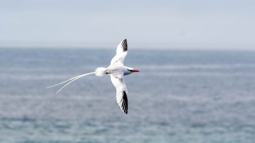 Red-billed Tropicbird, Rotschnabel Tropikvogel   (Klicken zum öffnen)