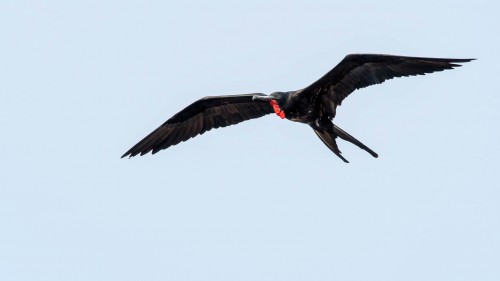 Magnificent Frigatbird, Prachtfregattvogel; Flügelspannweite bis 2.5m   (Klicken zum öffnen)