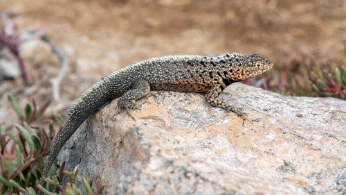 Lava Lizzard   (Klicken zum öffnen)