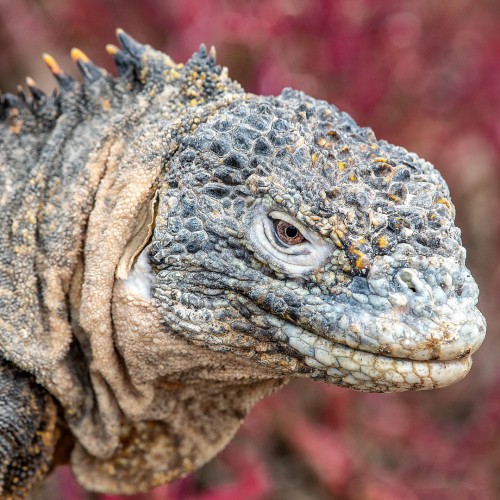 Würde gut in den Jurassic Parc passen   (Klicken zum öffnen)