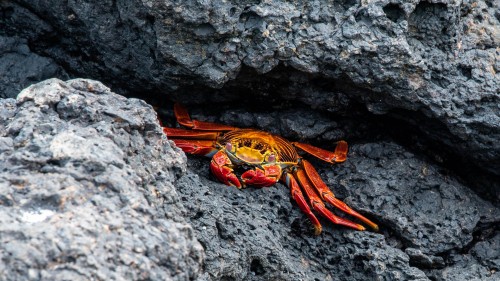 Sally Lightfoot Crab, Rote Klippenkrabbe   (Klicken zum öffnen)