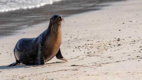 Galapagos-Sealion   (Klicken zum öffnen)