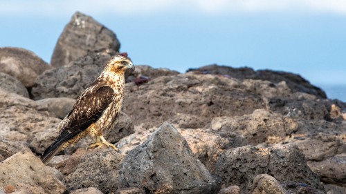 Galapagos Hawk, Galapagos-Falke; der Feind der Iguanas   (Klicken zum öffnen)