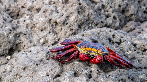 Sally Lightfoot Crab, Rote Klippenkrabbe   (Klicken zum öffnen)