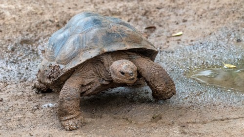 Galapagos-Riesenschildkröte; es gibt noch 10 Arten, 11 sind bereits ausgestorben   (Klicken zum öffnen)