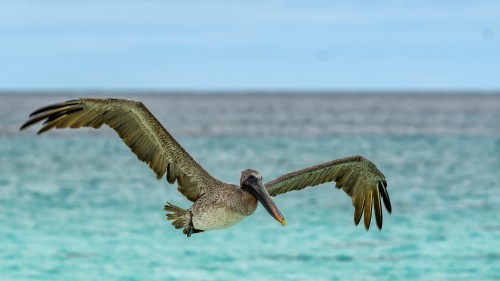 Brown Pelican, Brauner Pelikan oder Meerespelikan   (Klicken zum öffnen)