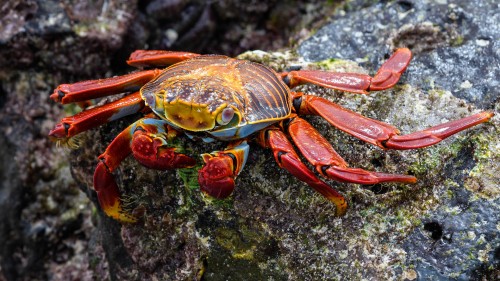 Sally Lightfoot Crab, Rote Klippenkrabbe   (Klicken zum öffnen)