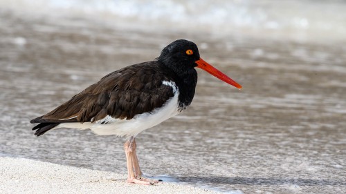 Oystercatcher, Austernfischer   (Klicken zum öffnen)