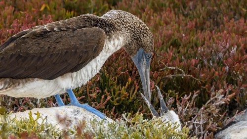 Blaufusstölpel füttert Junges   (Klicken zum öffnen)