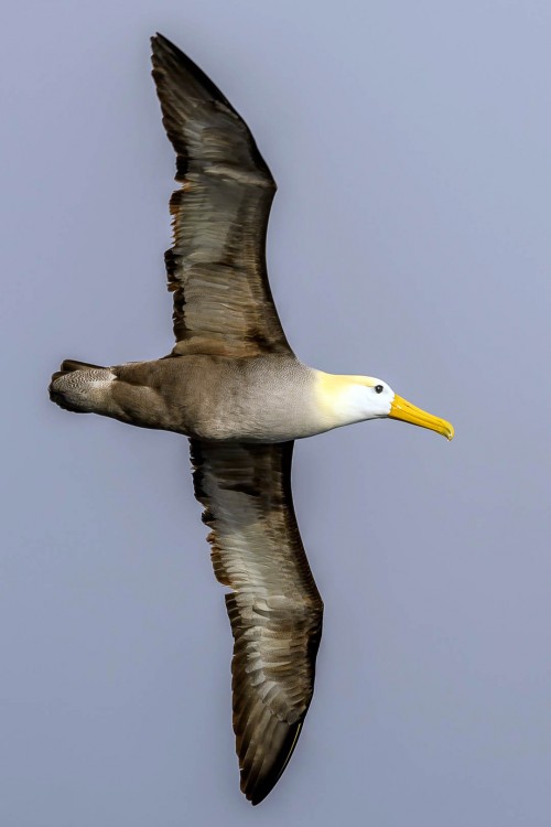 Sie sind imposante Segelflieger   (Klicken zum öffnen)