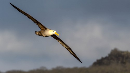 Galapagos-Albatross, Flügelspannweite 2.4m   (Klicken zum öffnen)