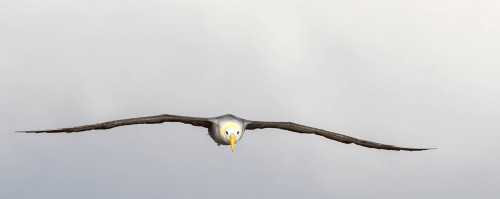 Galapagos-Albatross, Flügelspannweite 2.4m   (Klicken zum öffnen)
