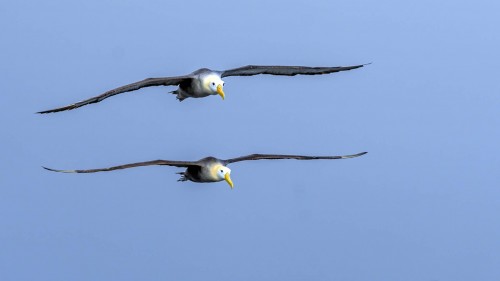 Doppelpatrouille   (Klicken zum öffnen)