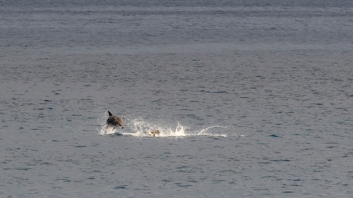 Delfine begleiten unser Schiff   (Klicken zum öffnen)