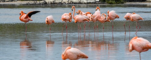 Flamingo-Kolonie auf San Cristobal   (Klicken zum öffnen)