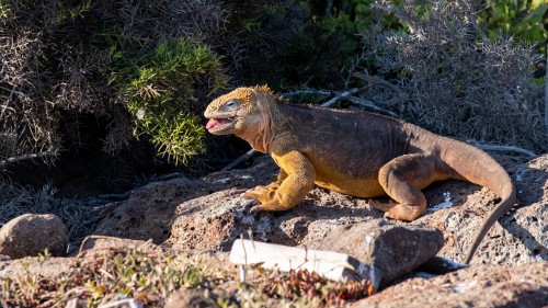 Land-Iguana   (Klicken zum öffnen)