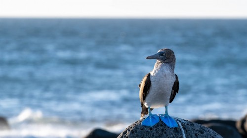 Der ikonische Vogel: Blue footed Booby, Blaufusstölpel   (Klicken zum öffnen)