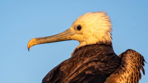 Junger Fregattvogel im Abendlicht   (Klicken zum öffnen)