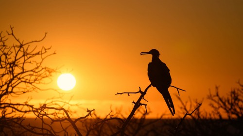 Fregattvogel in der Abendsonne   (Klicken zum öffnen)