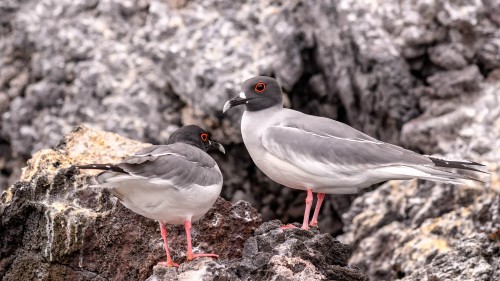 Swallow tailed Gull, Gabelschwanzmöwe   (Klicken zum öffnen)