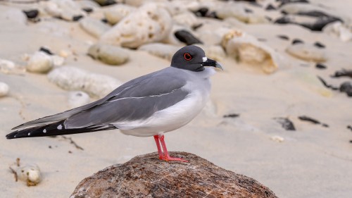 Swallow tailed Gull, Gabelschwanzmöwe   (Klicken zum öffnen)