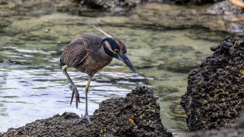 Lava Heron, Lavareiher   (Klicken zum öffnen)