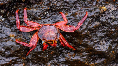 Sally Lightfoot Crab, Rote Klippenkrabbe   (Klicken zum öffnen)