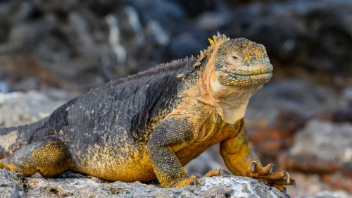 Land-Iguana   (Klicken zum öffnen)