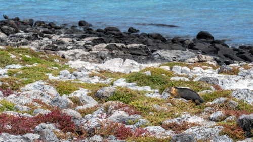 Land-Iguana in seinem Lebensraum   (Klicken zum öffnen)