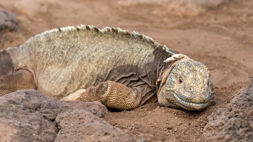 Land-Iguana   (Klicken zum öffnen)