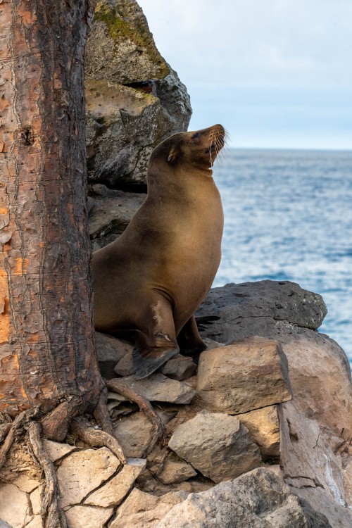 Galapagos-Sealion bewacht seine Beach und vor allem sein Harem   (Klicken zum öffnen)
