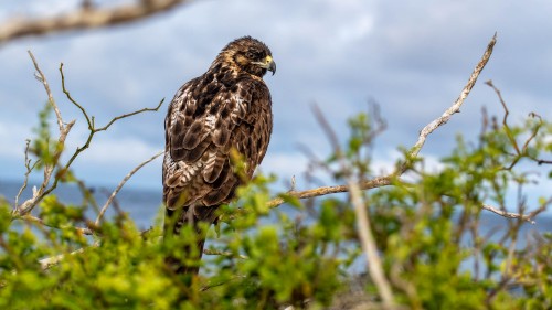 Galapagos-Falke, der Feind der Iguanas   (Klicken zum öffnen)