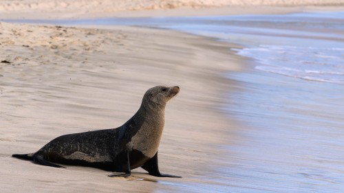 Galapagos Fur Seal, Galapagos-Seebär   (Klicken zum öffnen)