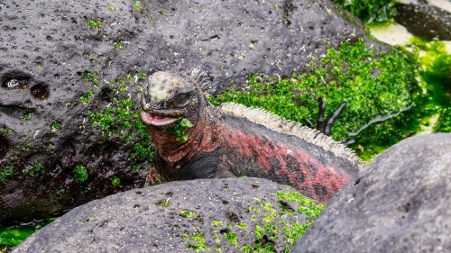 Marine-Iguanas müssen immer wieder an Land, um sich aufzuwärmen   (Klicken zum öffnen)