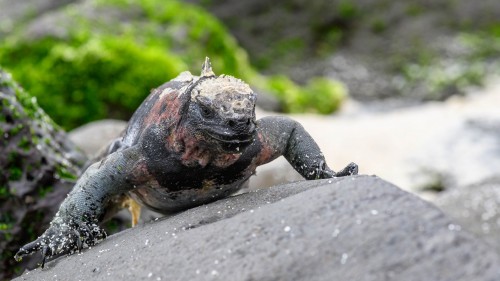 Marine-Iguana   (Klicken zum öffnen)