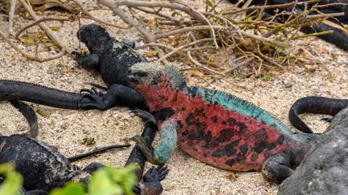 Pink Land-Iguana zu Besuch bie Marine-Iguanas   (Klicken zum öffnen)