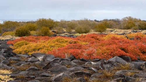 Farbenfrohe Vegetation   (Klicken zum öffnen)