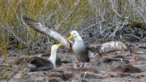 Begrüssungsritual der Albatrosse   (Klicken zum öffnen)