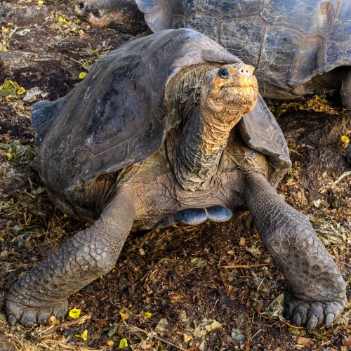 Galapagos-Riesenschildkröte   (Klicken zum öffnen)