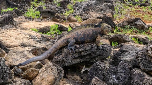 Marine-Iguana, der Lavastein wärmt auch von unten   (Klicken zum öffnen)