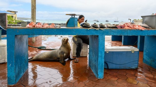 Fischmarkt in Puerto Ayora; die Robbe weiss ganz genau, dass etwas für sie abfällt   (Klicken zum öffnen)