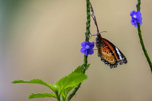 Monarchfalter, Papillorama Kerzers   (Klicken zum öffnen)