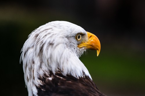 Weisskopfseeadler, Bald Eagle; nördliches Nordamerika   (Klicken zum öffnen)