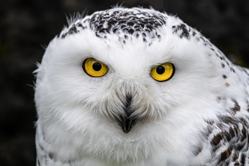Schneeeule; charakteristischer Vogel der arktischen Tundra; Nordeuropa, Sibirien, Alaska, Kanada   (Klicken zum öffnen)
