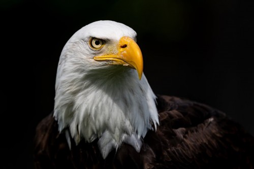 Weisskopfseeadler, Bald Eagle; nördliches Nordamerika   (Klicken zum öffnen)